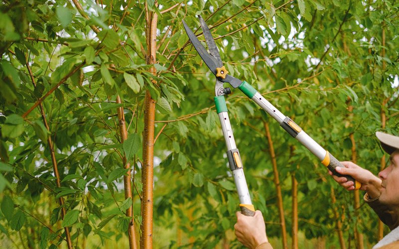 Tree trimming in Garland, NC